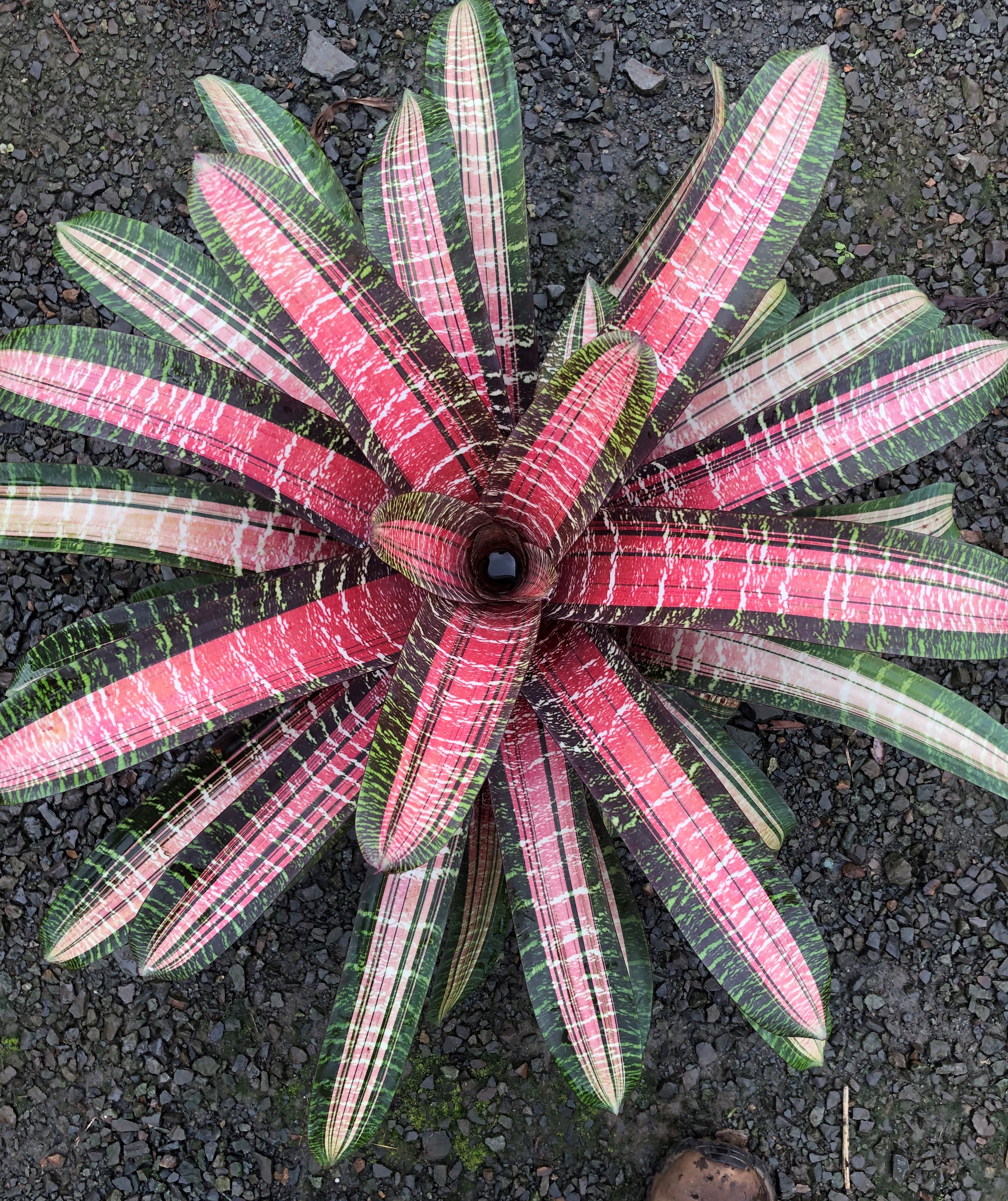 65cd33090179b4e6af74125b_foste